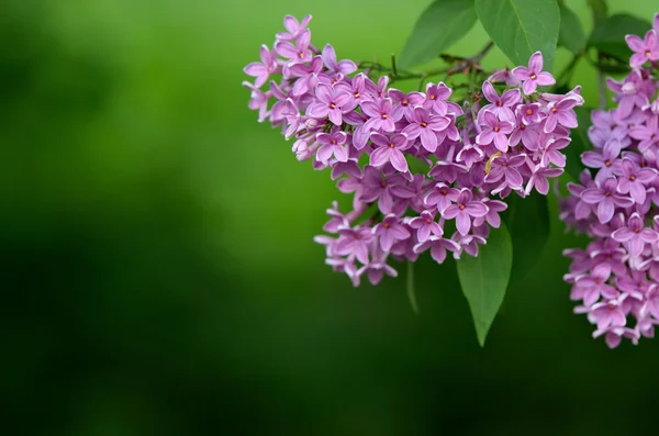 Lilacs in spring — Stock Photo, Image