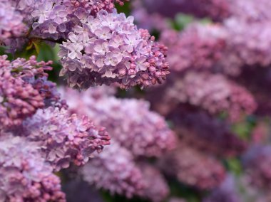 yemyeşil leylak bush