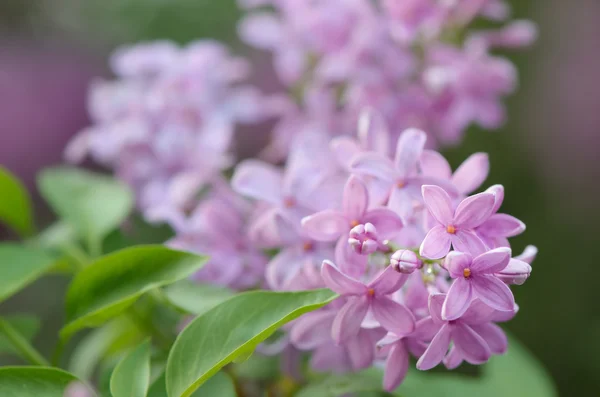 Цветущий лиловый куст — стоковое фото