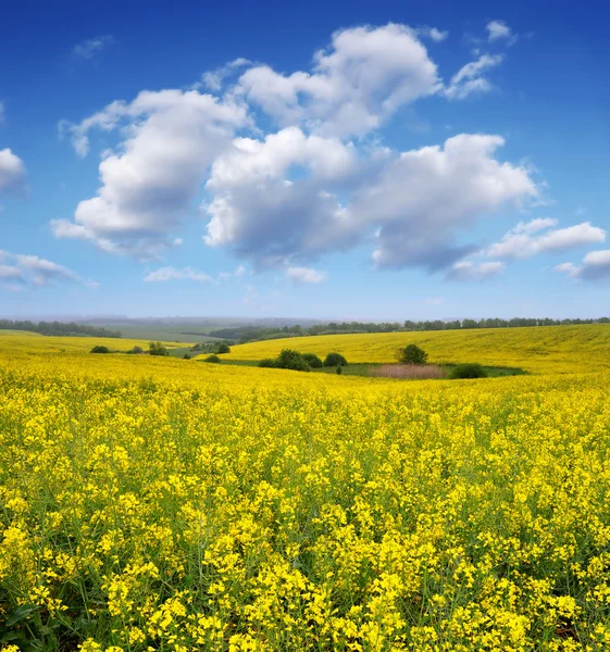 Blühendes Rapsfeld — Stockfoto