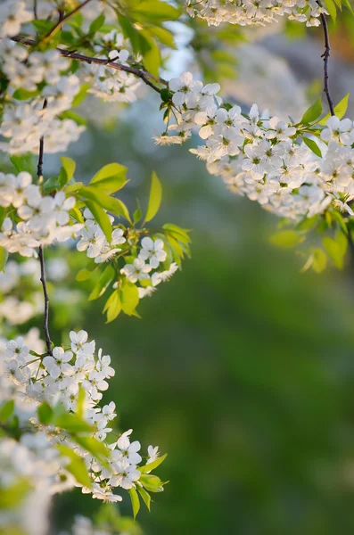 Kirschblüten — Stockfoto