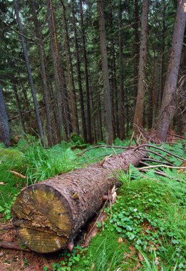 ormandaki ağaç kesti