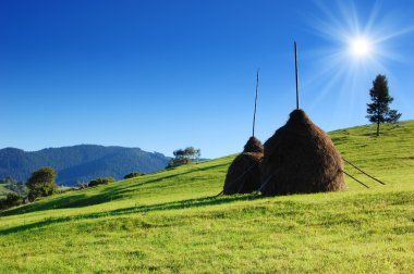 haystacks çimenlerin üzerinde