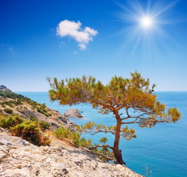 Deniz kenarında bir kayaya Mountain pine