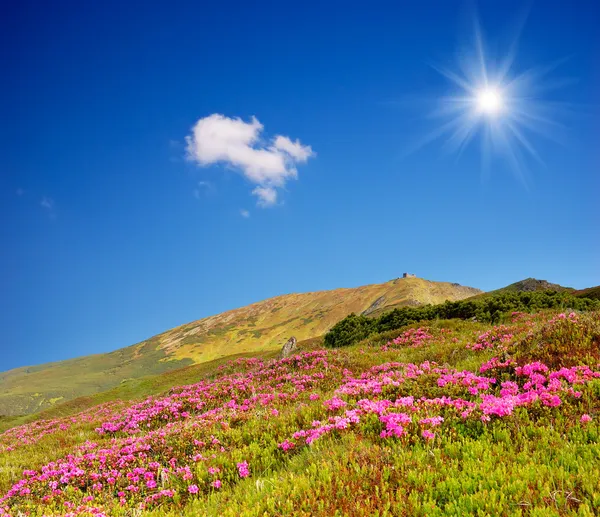 Frühling in den Bergen — Stockfoto