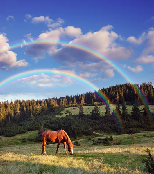 Un cheval broutant dans les montagnes — Photo