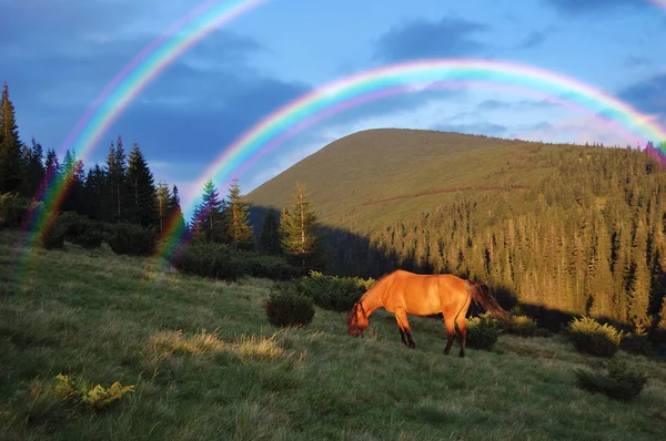 Pferd in den Bergen — Stockfoto