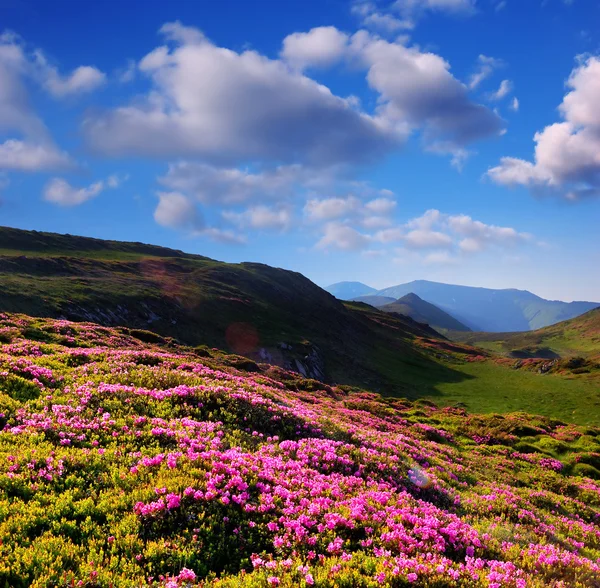 Bloeiende rhododendron in de bergen — Stockfoto