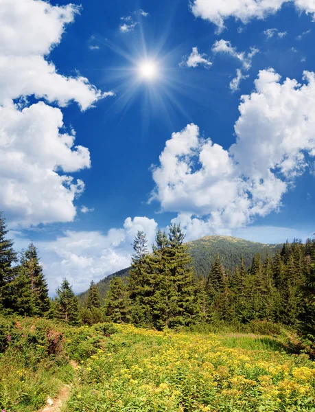 森林与黄色的花朵在山 — 图库照片