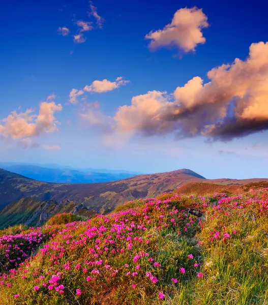 Vackra vårblommor — Stockfoto