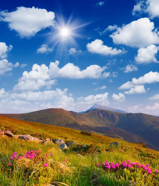 Цветущие кустарники в горах — стоковое фото