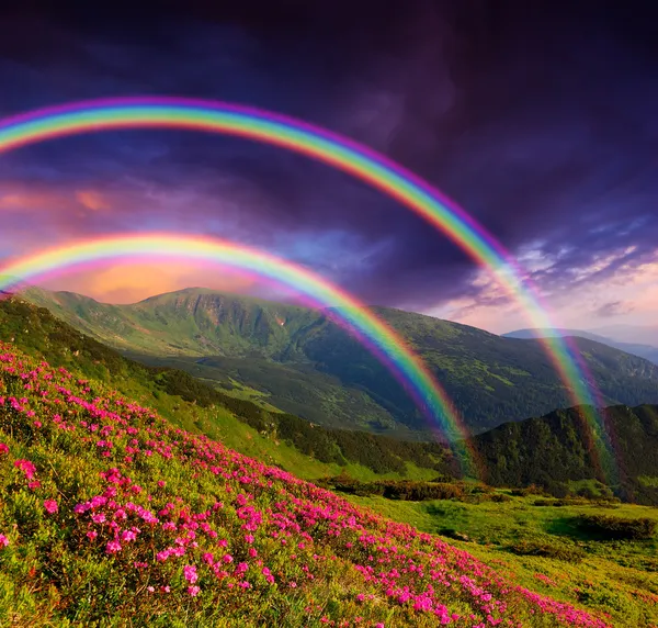 Arco iris sobre las flores —  Fotos de Stock