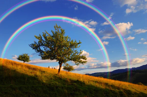 Rainbow over tree — Stock Photo, Image