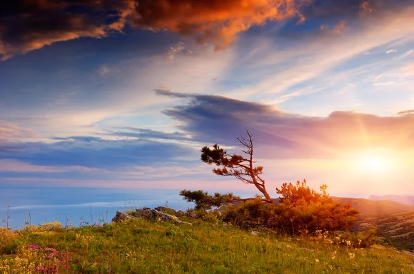 Mountain pine on the rock — Stock Photo, Image