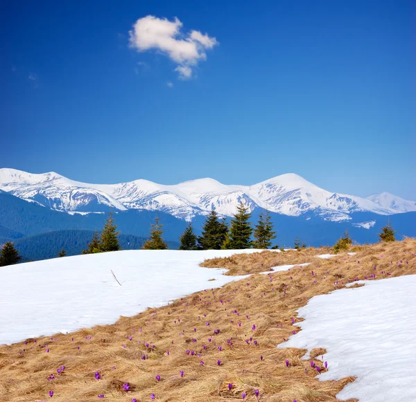 Primavera nas montanhas e as primeiras flores — Fotografia de Stock