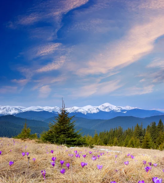 Krásné horské květiny — Stock fotografie