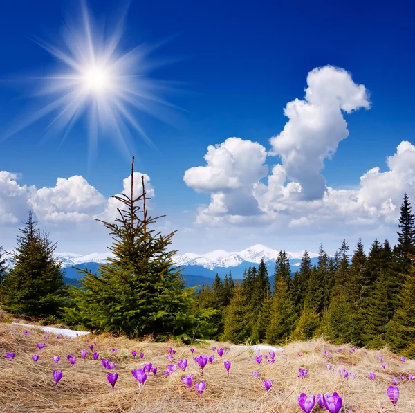 Hermosas flores de primavera en las montañas — Foto de Stock