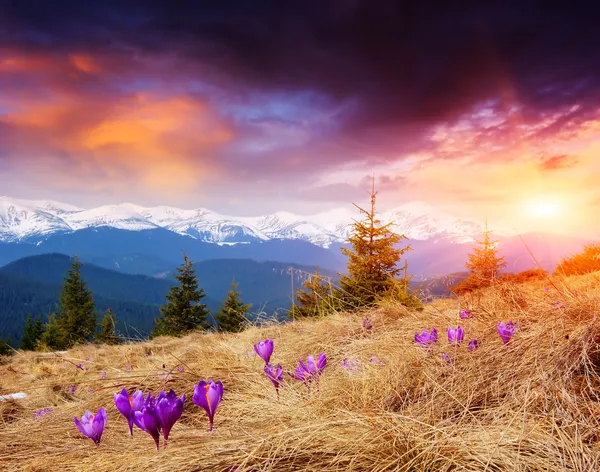 Vårkveld i fjellene – stockfoto