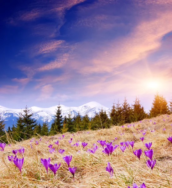 Blommande ängar — Stockfoto