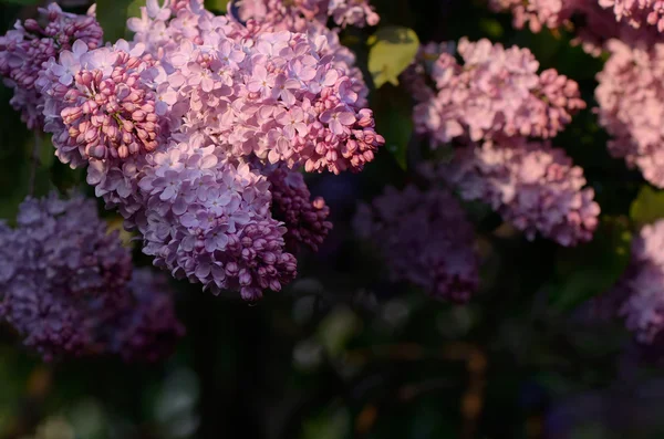 Lilacs in the sun — Stock Photo, Image