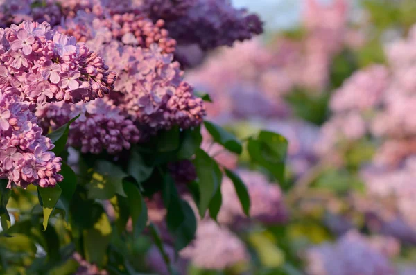 Lilac closeup — Fotografie, imagine de stoc