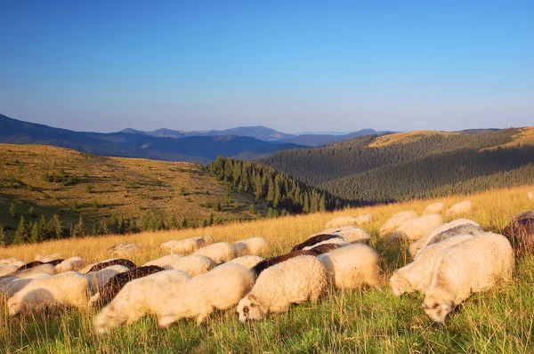 Sheep graze in the mountains — Stock Photo, Image