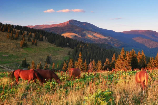 Horse farm in the mountains — Stock Photo, Image