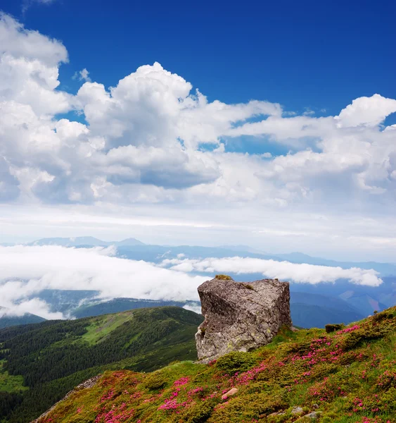 Piedra y flores en las montañas — Foto de Stock