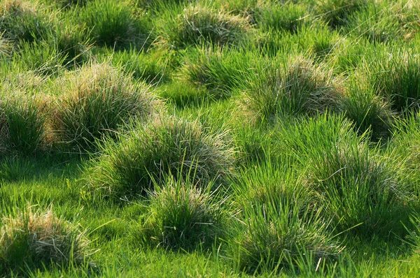 Grasstructuur — Stockfoto