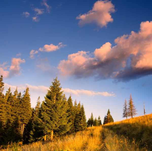 Forêt de conifères — Photo