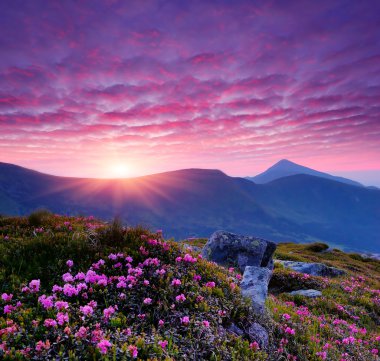 Pink flowers in the mountains
