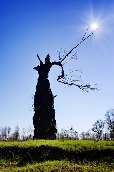 Árbol seco en un campo —  Fotos de Stock