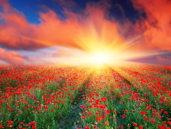 Kırmızı gelincikler tarlası