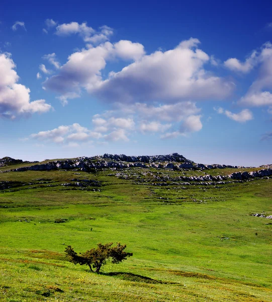 Albero solitario sull'altopiano — Foto Stock