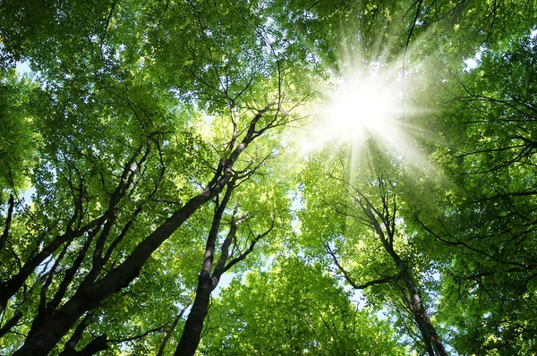 Solstråler i trær – stockfoto