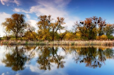 Nehir kıyısındaki ağaçlar