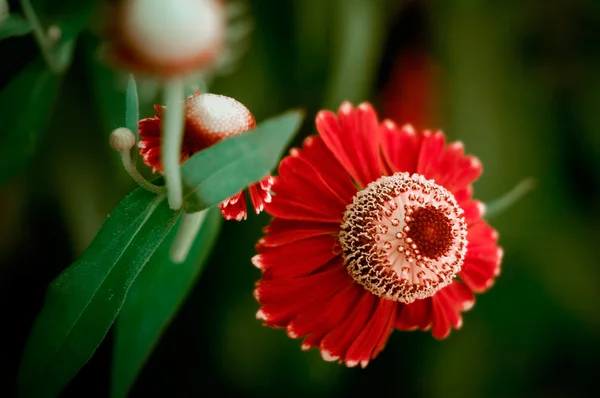 Red flowers — Stock Photo, Image