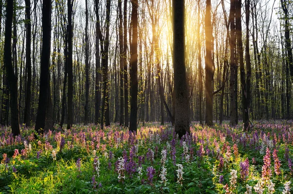 春の花、日当たりの良い森の — ストック写真