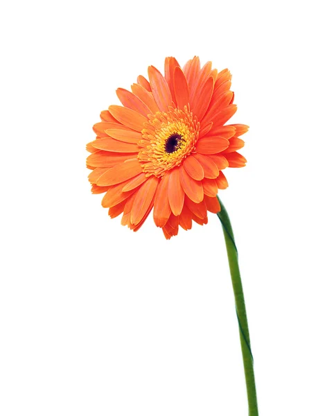 Gerbera flower — Stock Photo, Image