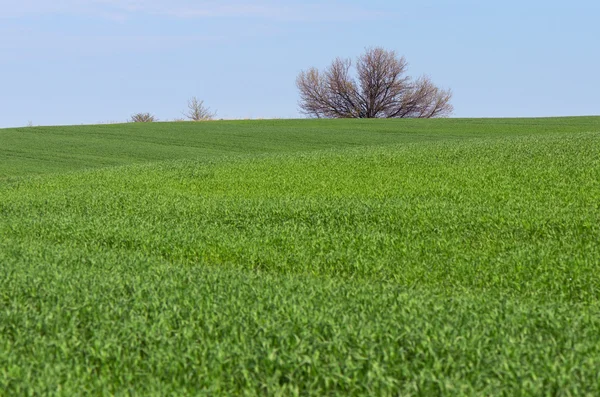 Zelené louce mladé pšenice — Stock fotografie