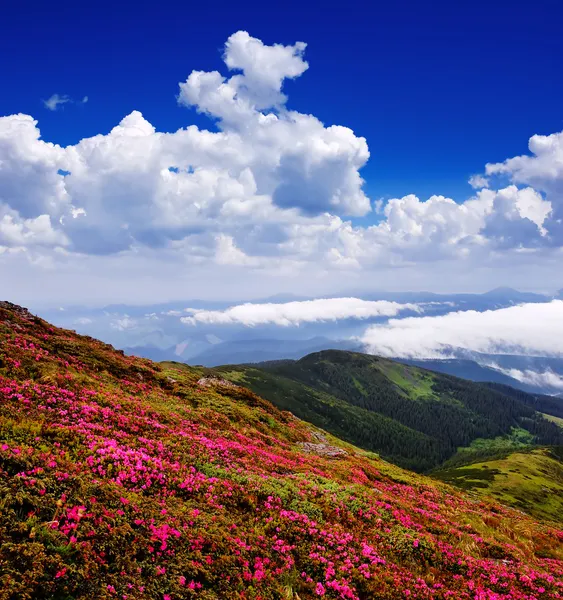 Flowers in a mountain valley — Stock Photo, Image