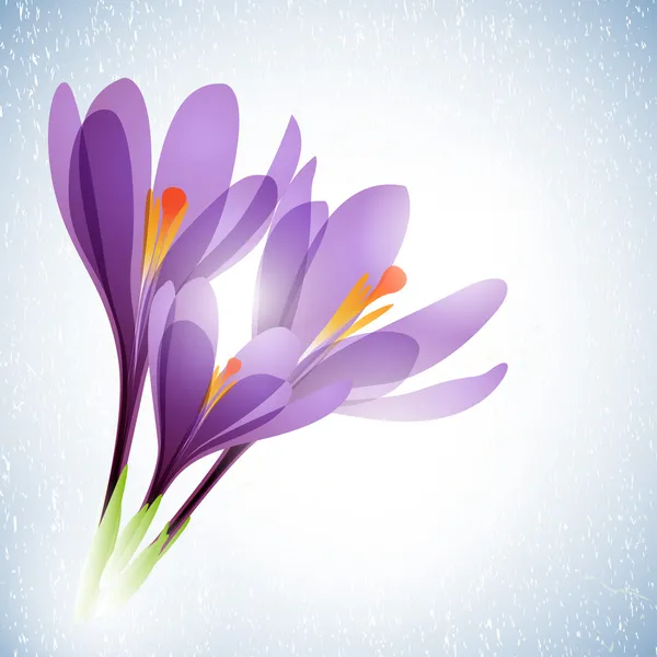 Spring flowers isolated on white background. Illustration crocuses — Stock Vector