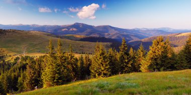 Yaz aylarında dağlarda iğne yapraklı orman