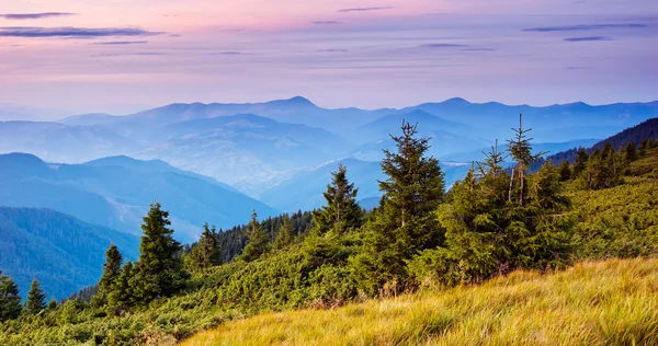 Fenyők, a hegyekben — Stock Fotó