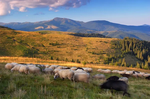 Sheep grazing in the mountains — Stock Photo, Image