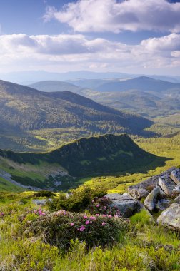 Bush çiçek Dağları