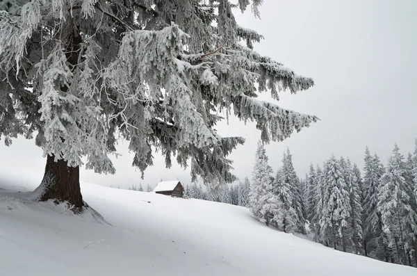 Inverno na floresta de montanha — Fotografia de Stock