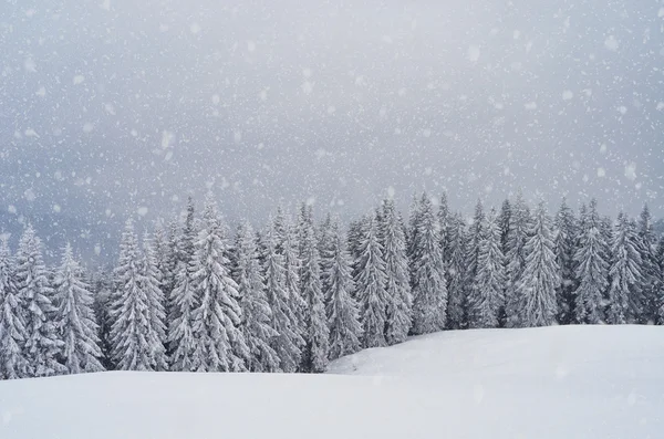 Foresta montana in inverno — Foto Stock