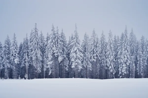 Paisaje invernal con bosque —  Fotos de Stock