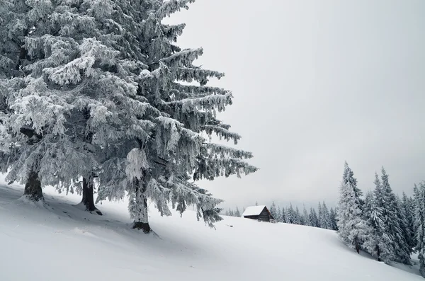 Winter in de bergbos — Stockfoto